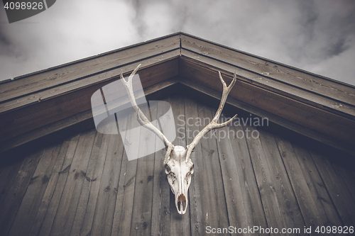 Image of Hunting trophy skull hanging on a wooden facade