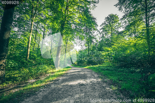 Image of Dirt trail going through a green forest