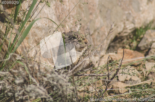 Image of Uinta Ground Squirrel eating