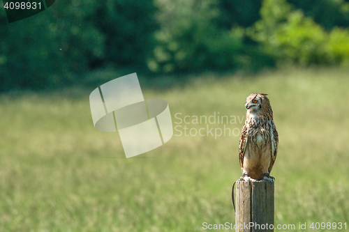 Image of Horned owl sitting on a wooden post