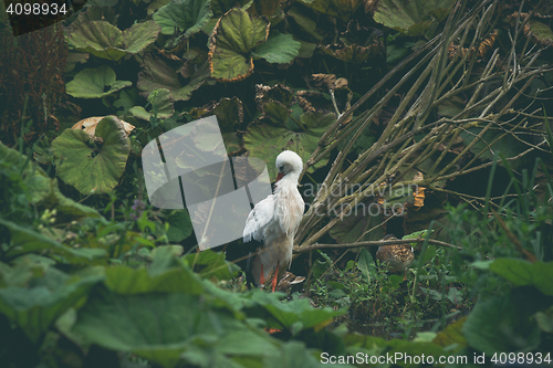 Image of Single white stork in nature