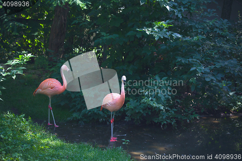 Image of Flamingos standing in a river