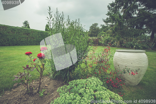 Image of Roses in a flowerbed