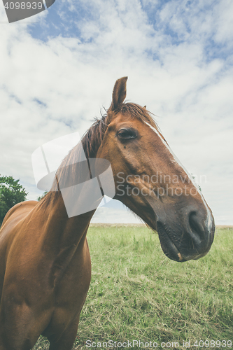 Image of Horse with large head