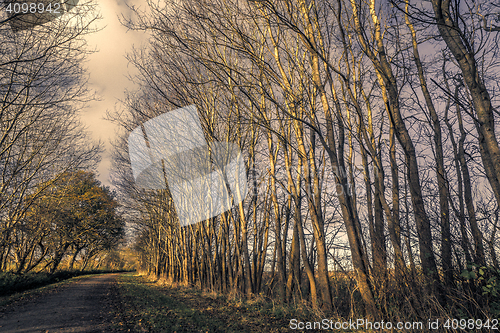 Image of Nature path in a dark forest in the fall