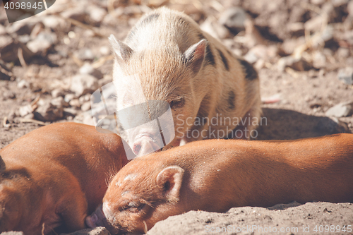 Image of Piglets taking a nap in the sand