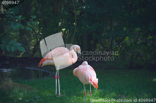 Image of Two flamingos in a jungle 