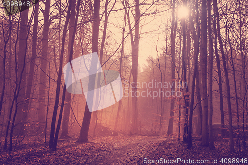 Image of Misty forest in the morning sunrise