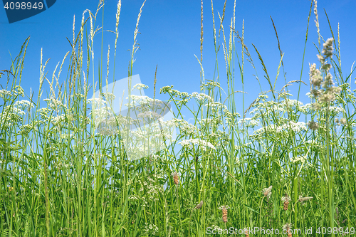 Image of Cow parsley flowers in rural surroundings