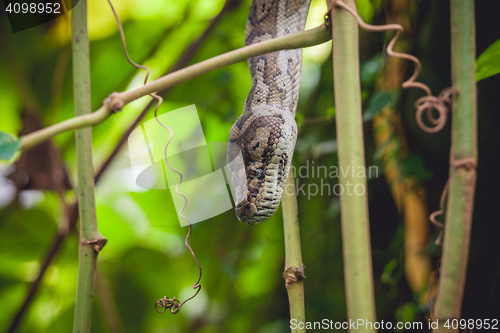 Image of Python in a tree