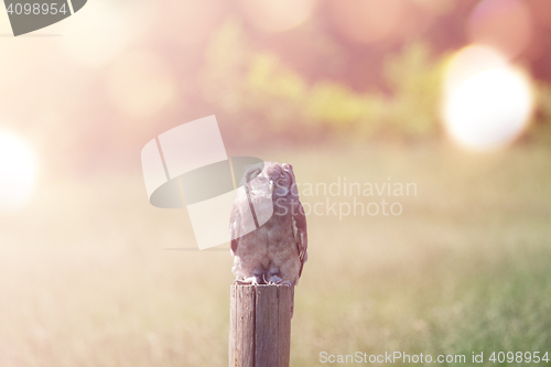 Image of Owl on a field