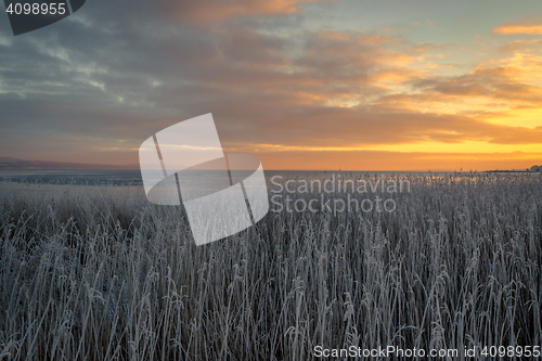 Image of Grass with frost near the sea
