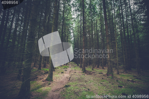 Image of Dark pine forest with tall trees