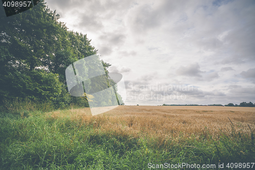 Image of Rural countryside scenery with grain fields