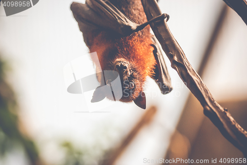 Image of Bat hanging upside down
