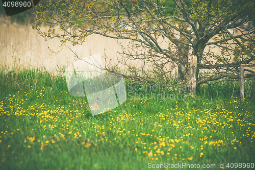 Image of Pheasant on a meadow in the summer