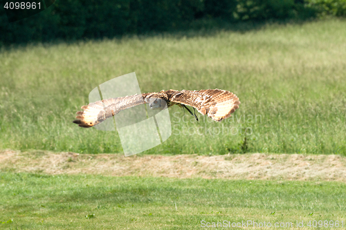 Image of Horned owl flying over a green field