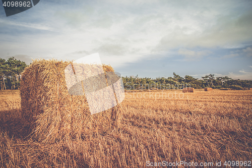 Image of Rural landscape with straw bales