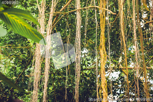 Image of Lianas in a jungle with tropical vegetation