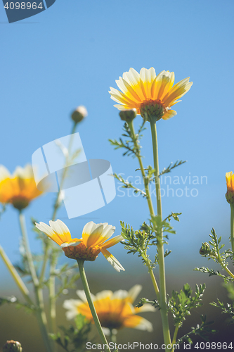 Image of Tall marguerite flowers in the summer