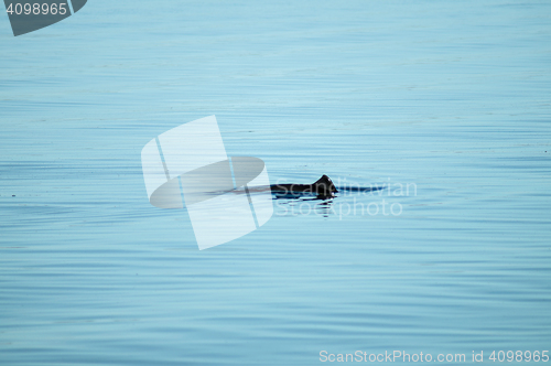 Image of Seagull on a boat