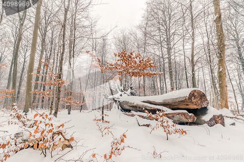 Image of Tree log with snow in the forest