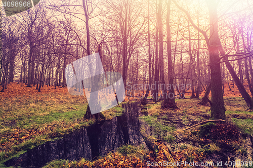 Image of Dark river in a forest