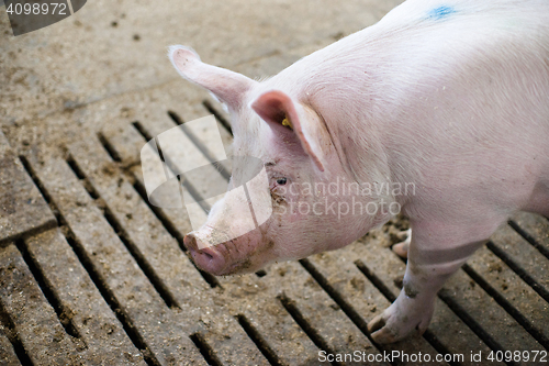 Image of Pink pig in a dirty stable