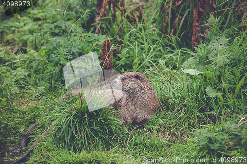 Image of Otter in green grass