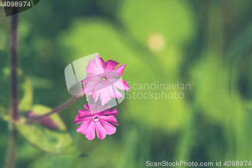 Image of Silene Dioica flowers in violet colors