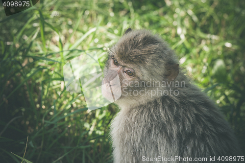 Image of Macaca monkey in green grass