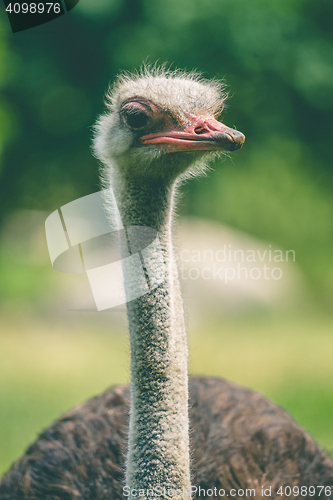 Image of Ostrich with a long neck