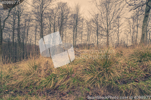 Image of Green grass in the forest at dawn