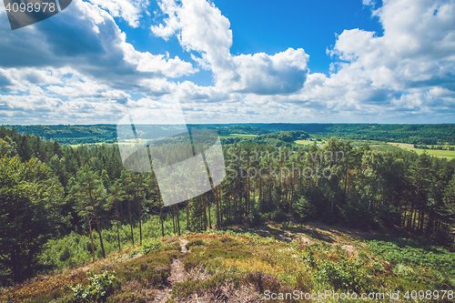 Image of Forest scenery with pine trees