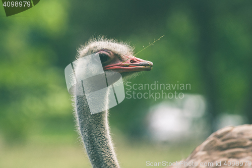 Image of Ostrich with a straw in the mouth