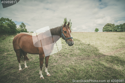 Image of Horse standing on a green field