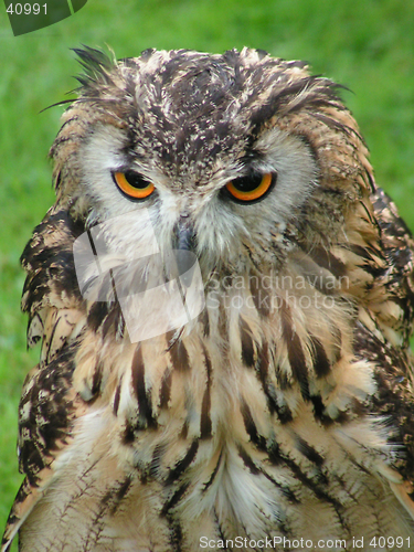 Image of Bengal Eagle Owl (Head and Body)