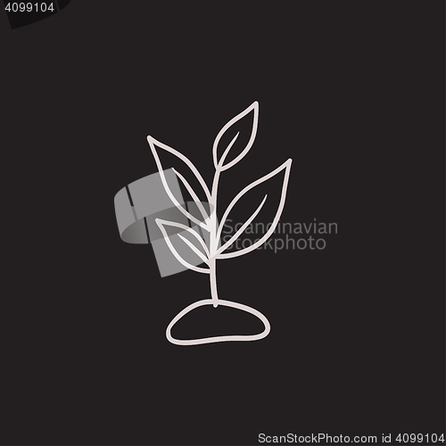 Image of Sprout sketch icon.