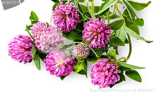 Image of Bouquet of clover flowers with green leaves