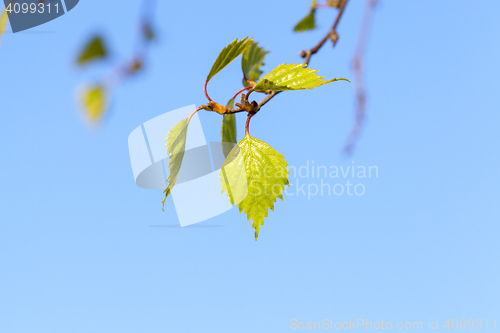 Image of Young leaves of birch