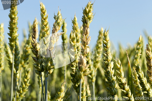 Image of Field with cereal