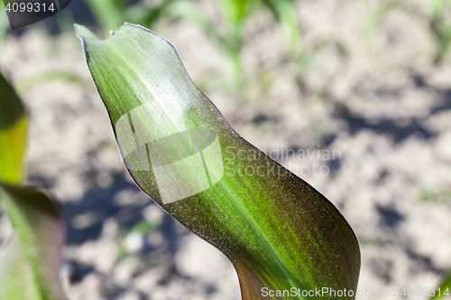 Image of Field of green corn