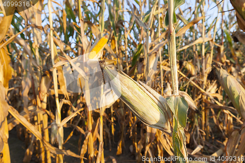 Image of yellowed ripe corn