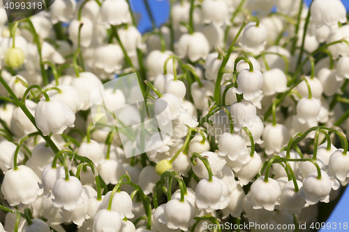 Image of Forest lily of the valley close-up