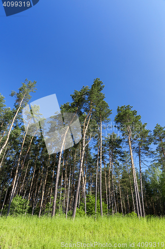 Image of pine trees in the forest