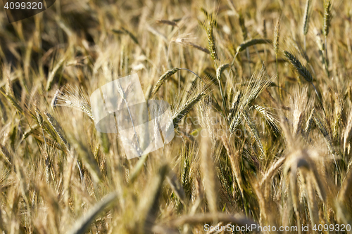 Image of ripe yellow cereals