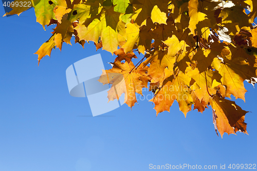 Image of autumn in the park