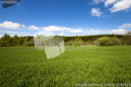 Image of immature cereals , field