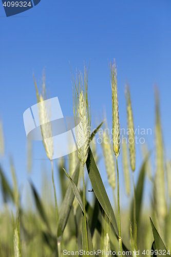 Image of Field with cereal