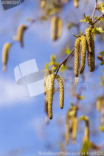 Image of trees in the spring